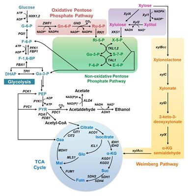 Yeast-Based Biosynthesis of Natural Products From Xylose